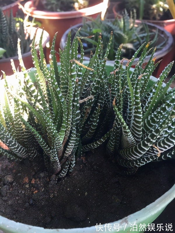 5种客厅“懒人花”,耐阴又耐旱,天天不管它,挤出满盆大笋芽