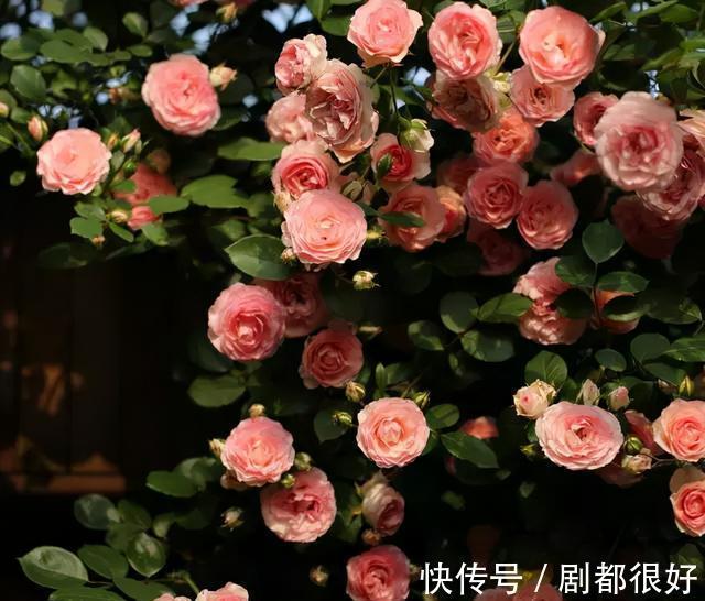 爬藤植物|花开一面墙，花落一路香，一棵爬藤植物的花海