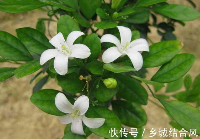 九里香花香浓郁，有花友说不适合在室内养，是真的吗