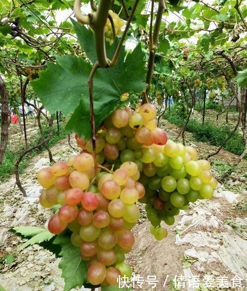 花友|有院子的花友要注意,4种植物易招蛇,最好少养!