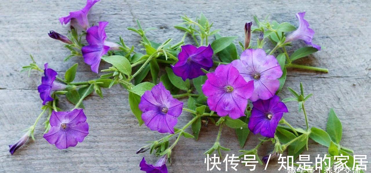 盆栽|养盆栽矮牵牛的时候掌握这几点,可以避免病虫害滋生