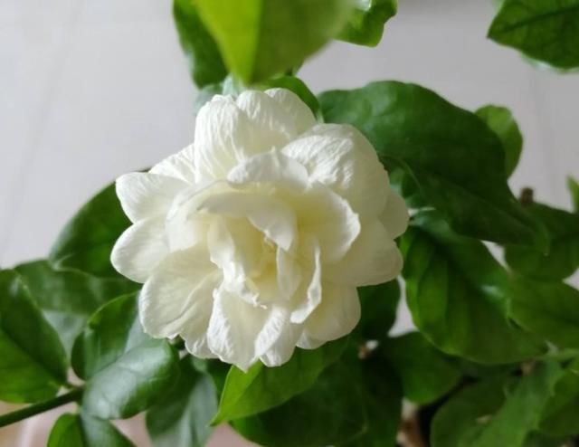 夏天养这花,每月要喂几滴食醋,叶子油绿、开花超多