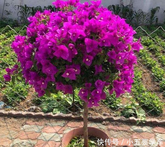 家里养的三角梅,花后给它做好4件事,用不了多久就能再次开花!