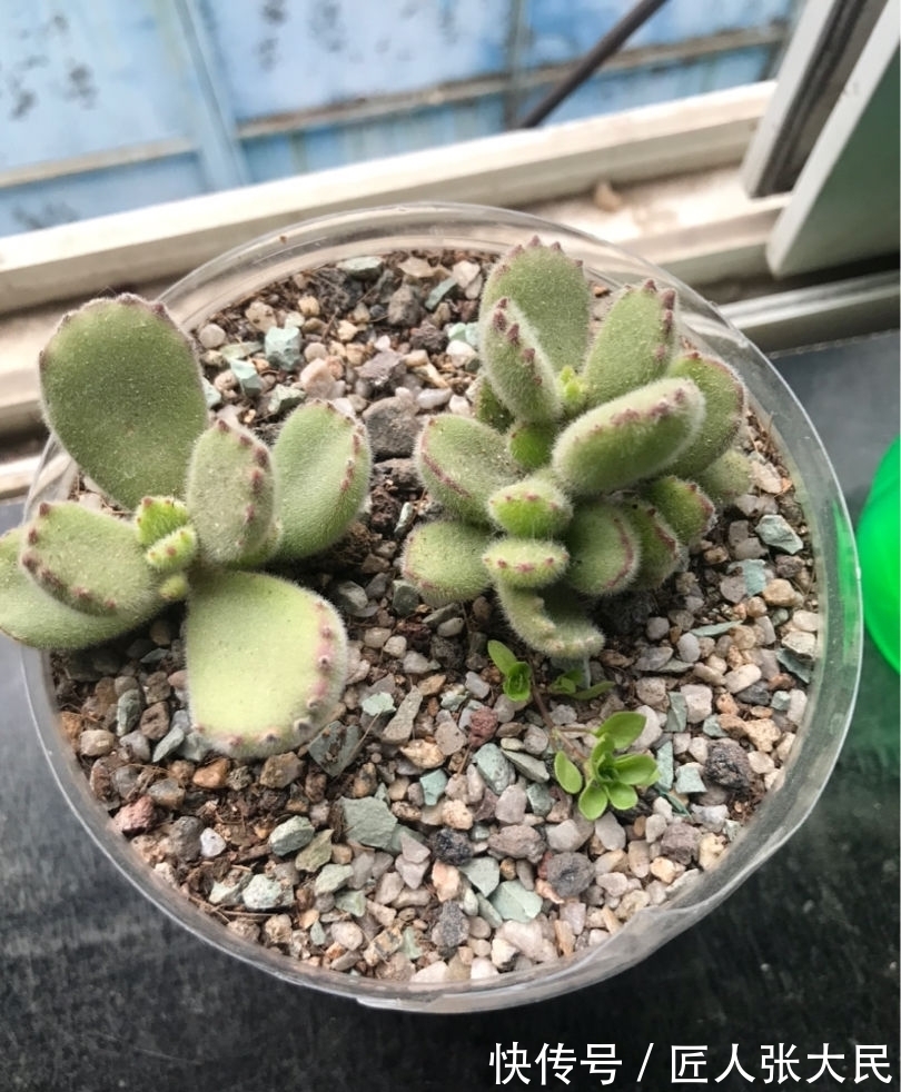 钱串子|19种多肉,花市买来像白捡,离流行趋势更近了