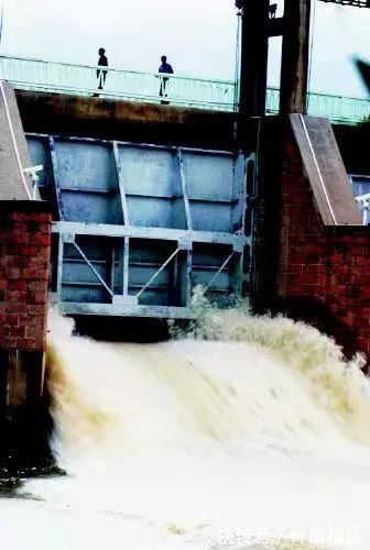 崂山水库开闸放水!一米长的大花鲢随处可见