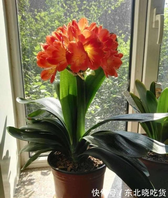 人养花,花亦养人,能促进“睡眠”的9种花,卧室再小也要养