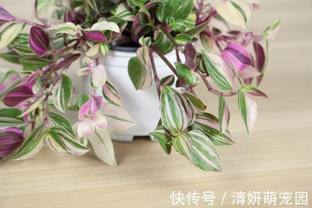 花花|家里养婚礼吊兰,气质优雅观赏性强,邻居看了都喜欢