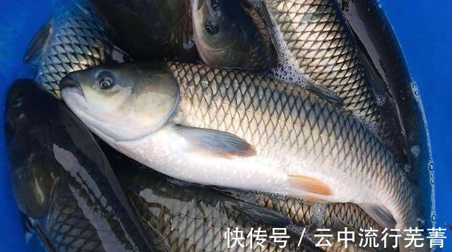 窝料配方来啦!渔具店老板酒后吐露,钓鱼很好用的葡萄酒玉米!