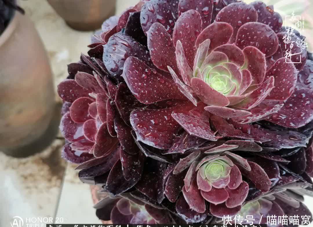 多肉|你是爱,是暖,是希望,你是人间四月天!