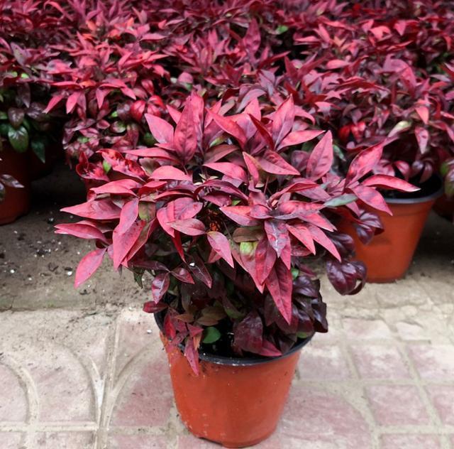 南天竹养护简单还能做成盆景,既能赏花还能结果,注意这几点就行