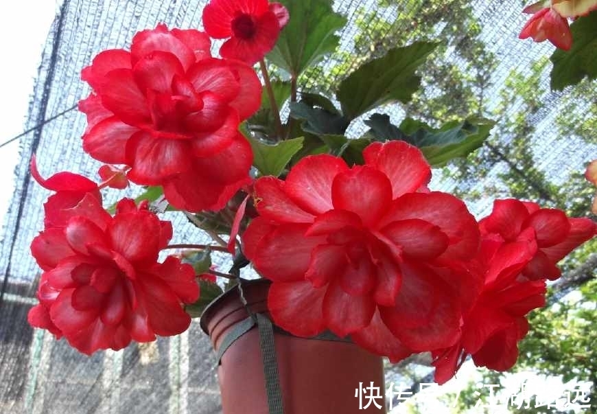 花卉|养花试试这款,养在庭院中具有良好的绿化和美学效果