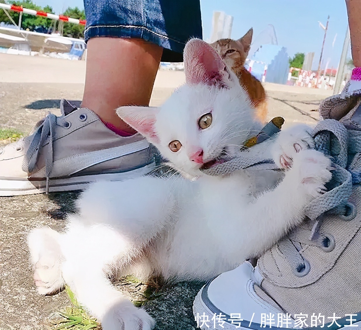 猫薄荷怎么养才长得好