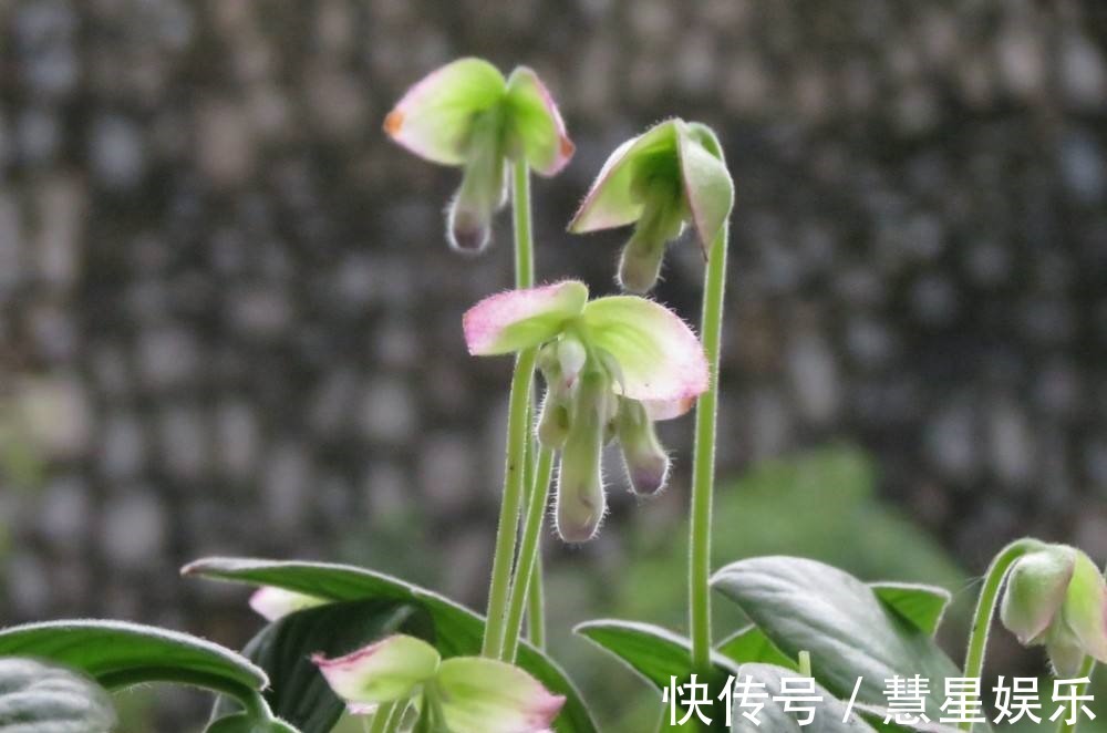 给大家介绍几种适合新人种植的花,不需要怎么打理,而且四季开花