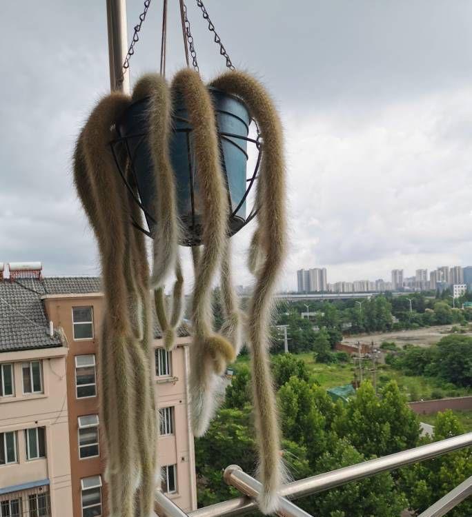 猴尾|想养仙人掌，就养一盆它，枝条形状奇特开花很美，观赏价值高