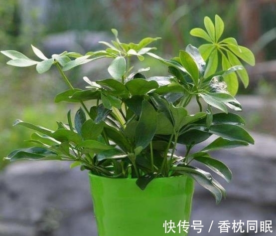 吉祥高照|农历十一月大雪过后,养什么花?家里养3种花,吉祥高照福临小院