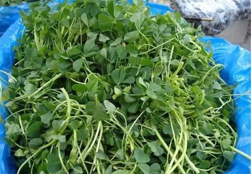 膝盖|中国最好吃的6种极品野菜,你若是全吃过,请收下我的“膝盖”