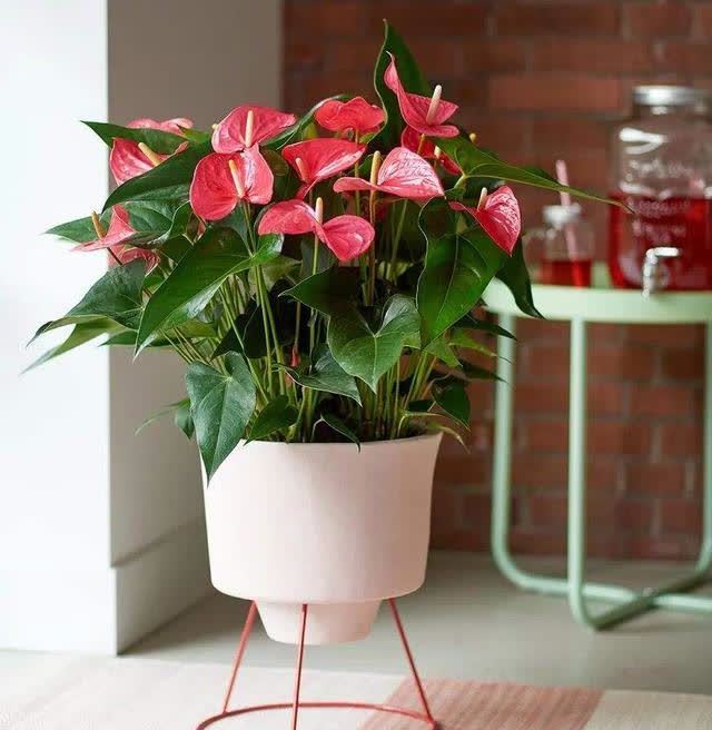 20种吉利大盆栽,客厅放一盆,吸收废气去异味,寓意好更养人