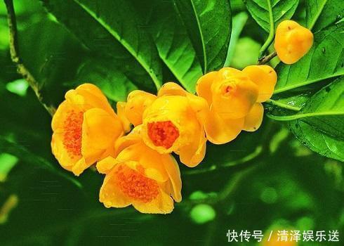 中国金花|它是真正的“花茶”,开出盏盏黄花,摘一朵就能泡