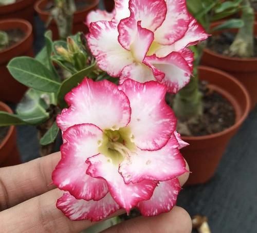  静养|沙漠玫瑰，冬季要静养，1多、2不要，不然开春只剩盆