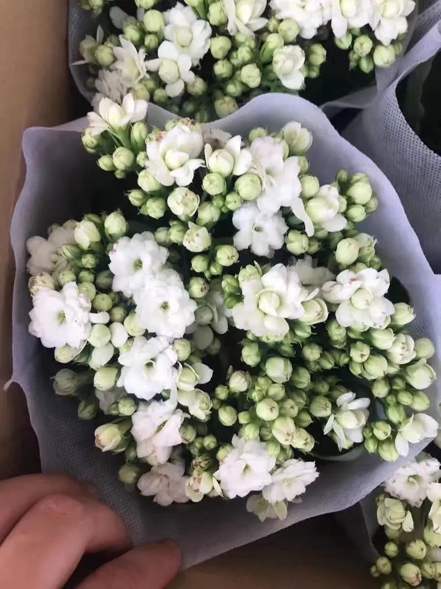 帕罗|45种长寿花，个个都是高颜值，家里养几盆，美得移不开眼