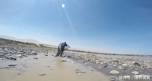 顺水|浑水中顺水捞鱼,有虾和鱼,网友:不应该逆水捞的吗?