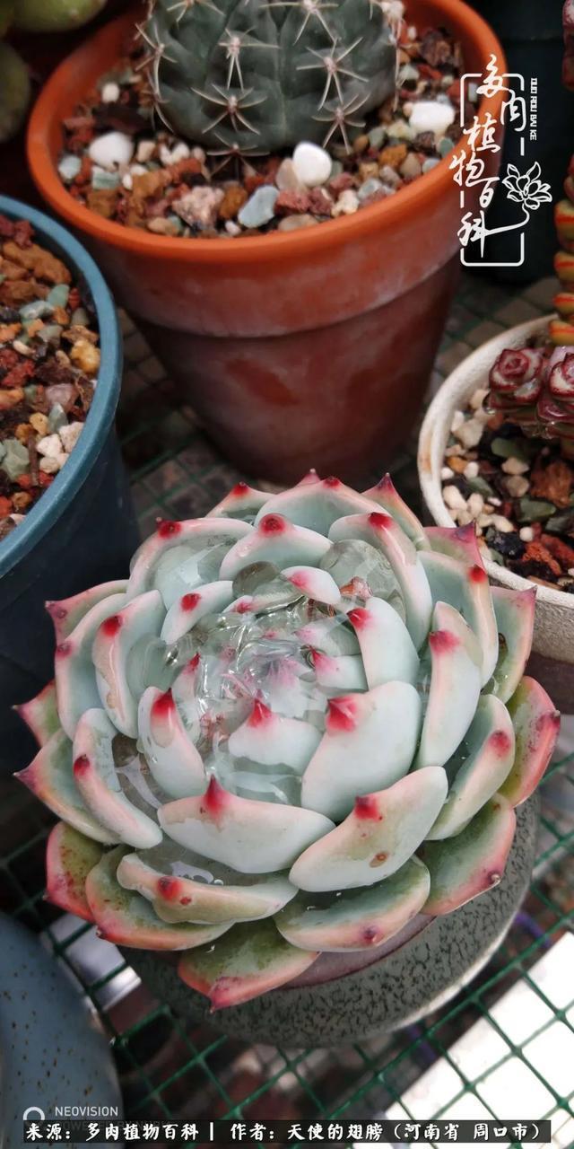 唯有植物,我的人生才不孤独!