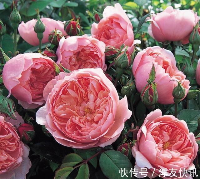 秋季养月季，“3多3少”很重要，占尽秋天芳华，冬天前开出最美花