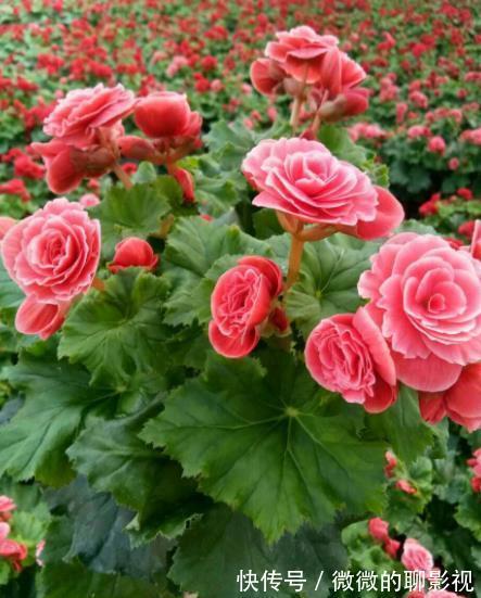 公认难养的4种花，容易黄叶烂根，养不活白费力，新手慎养