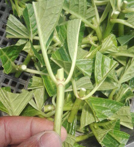 天气暖和最适合扦插,这2种花,掐个“嫩”枝头就能活!