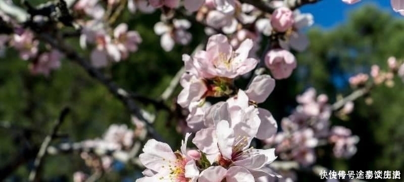 经典|王安石这首诗被严重低估了,第一句就令人惊艳,最后两句更是经典