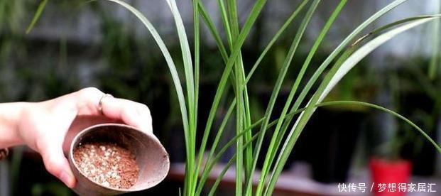 春兰|兰花鉴别春兰、蕙兰傻傻分不清,教您一招,百试百灵