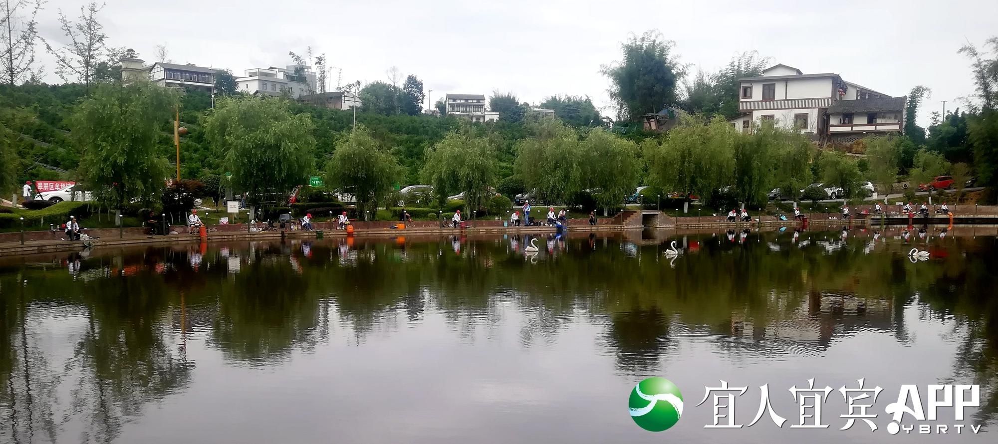 翠屏区|今天，橘香小镇80名爱好者在干同一件事……