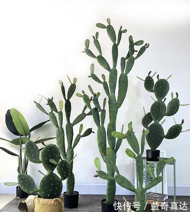 仙人掌|5种花喜欢沙质土,花盆里面添把沙子,苗肥根壮