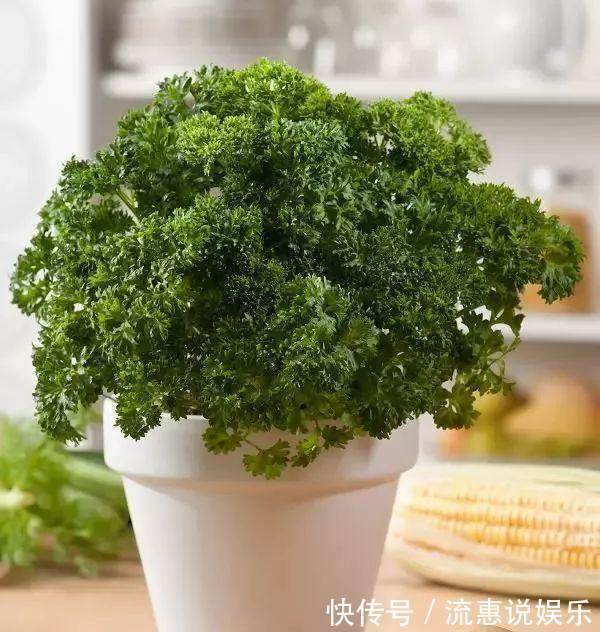 栽培|家里种上这些可食用的香草,一年都可以吃不停,调料钱都能省了!
