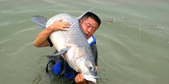 切线|20年经验之谈，钓大鱼这几点很关键，不要等到切线爆竿才后悔！