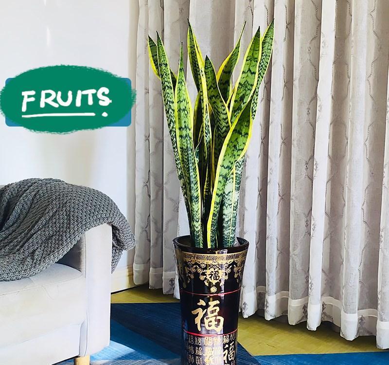 6种花“很吉祥”,建议养在卧室客厅,好看好养,还可当年宵花