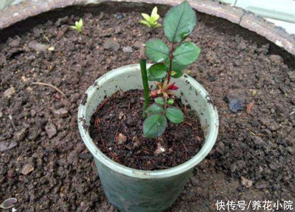 修剪|立秋了,扦插5种花,生根快,容易成活
