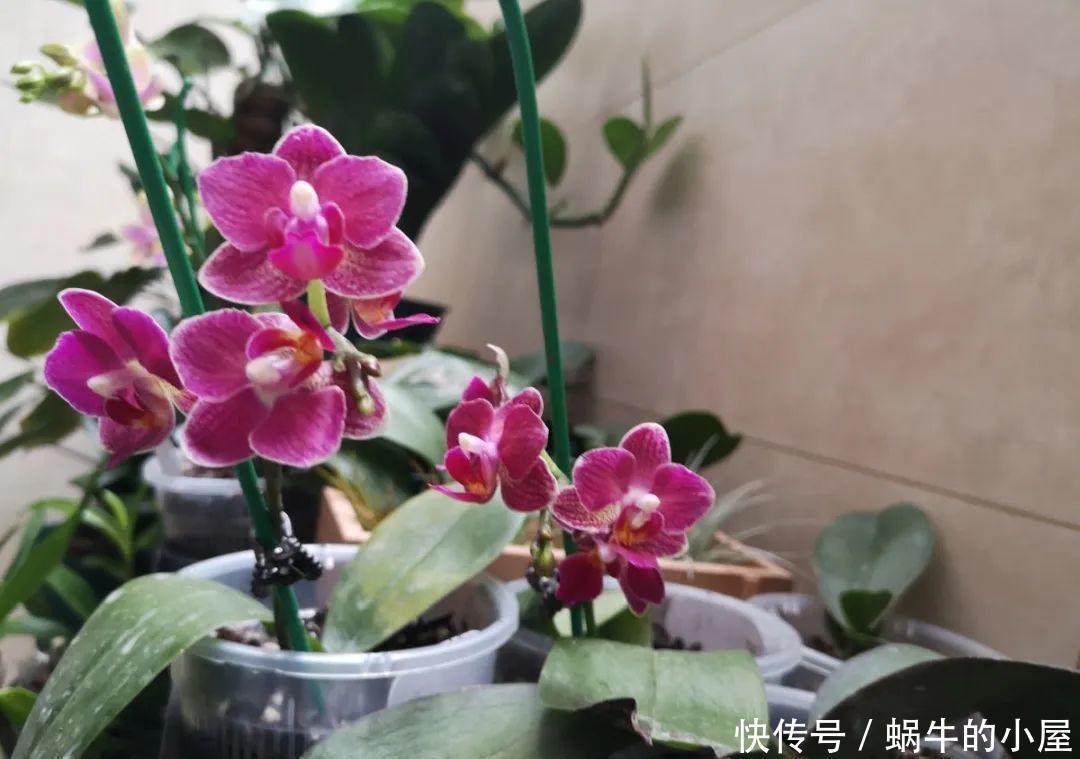 种花|7种花慎养,天一热就死,白花钱买罪受