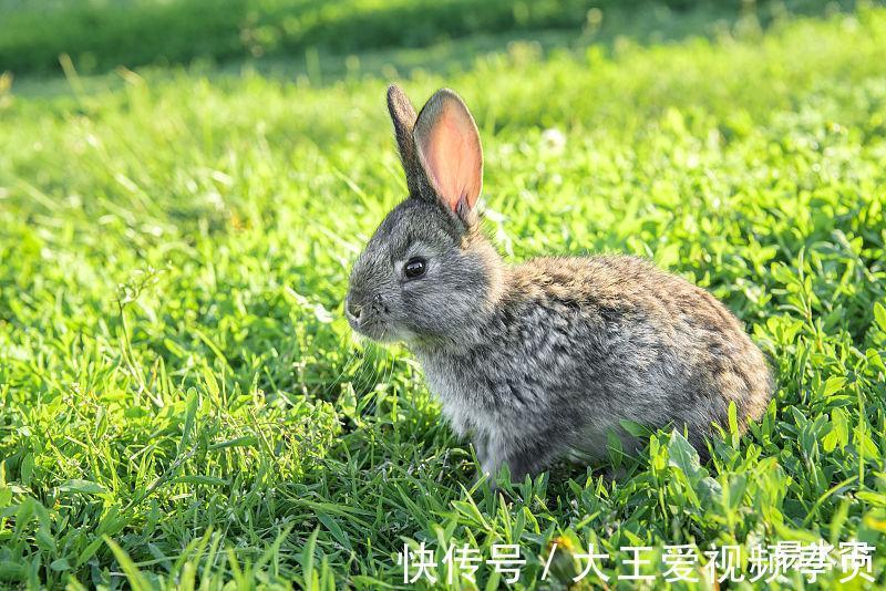 人生旅程|生肖兔8月好运涌进门，倘若真的抓紧这个机遇，生活无比幸福