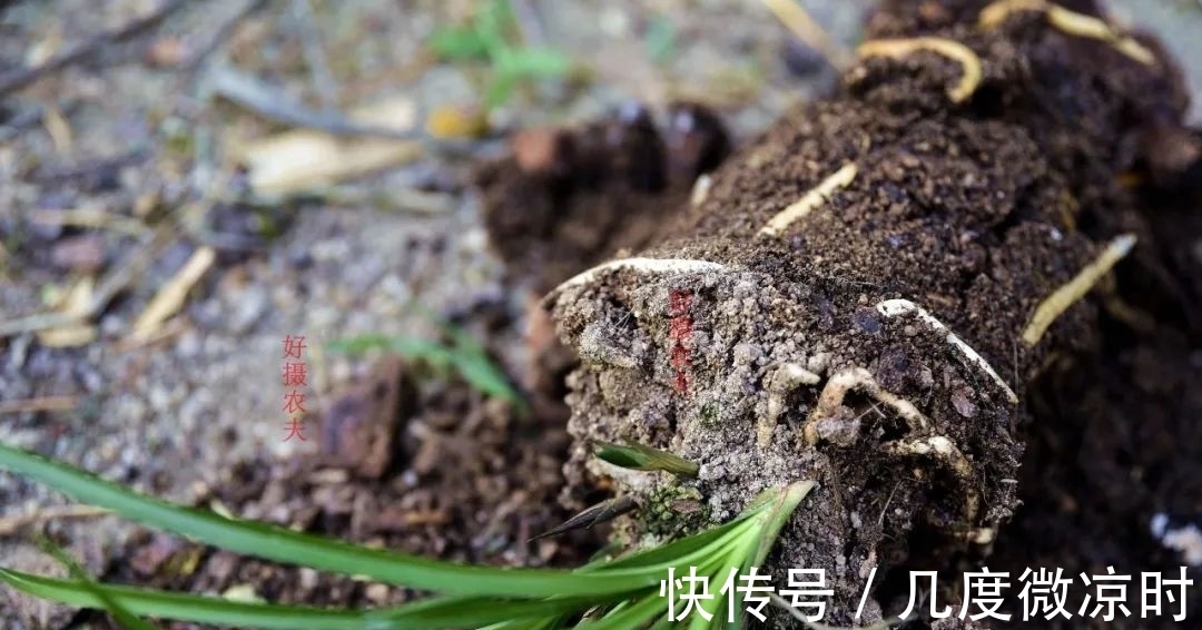 用什么可以去掉腐叶土里的虫?兰友:1块钱就解决