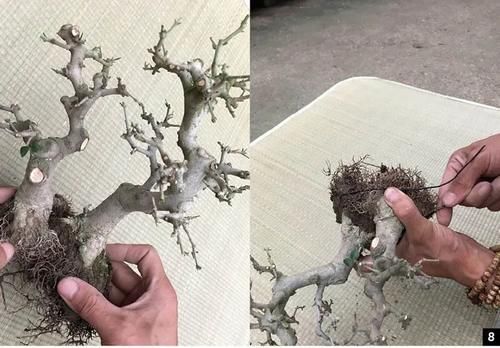 双干式盆景不一定要连体，两株对节白蜡即能成双杆，要不试试？