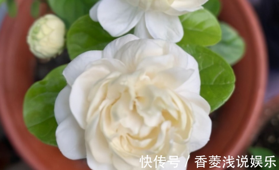 被誉为最香的茉莉虎头，盆栽照顾到位，一年开花3、4次