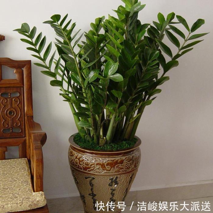 金钱树|扦插金钱树,只需这三步,就能种出很多盆,萌新省钱了