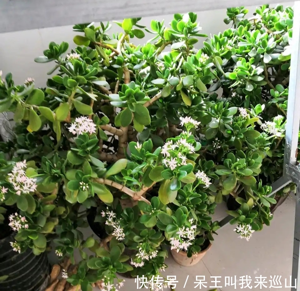 隔壁王大爷家养了18年的玉树又开花了！他说：要想玉树开花并不难