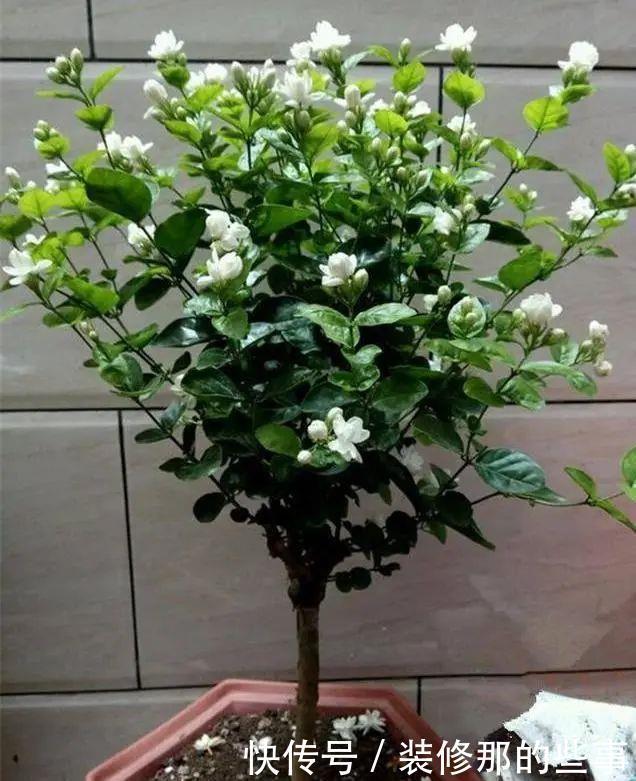 喜欢喝水的3种花,香气足花球大,一天不浇水,个个蔫哒哒