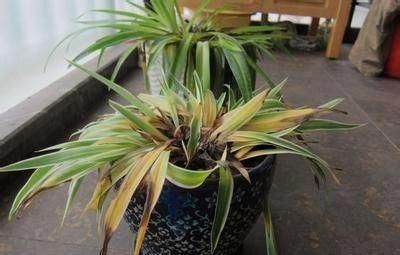  盆栽植物|花卉盆栽买回来，一定注意此几个细节