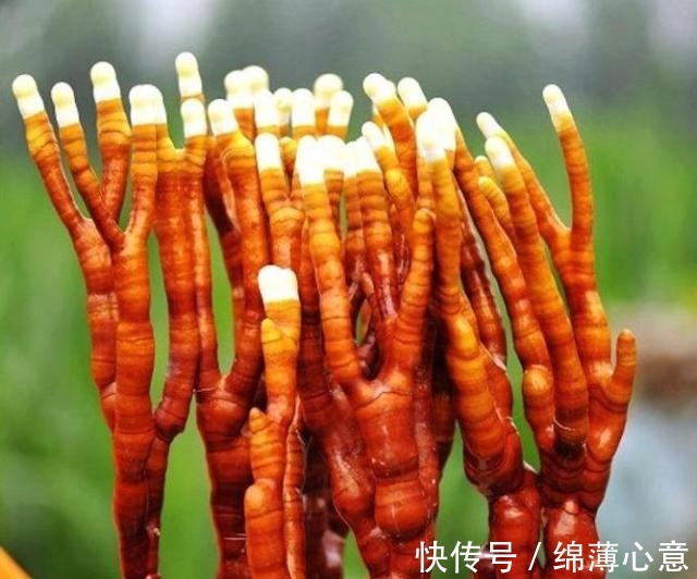 鹿茸|这东西,人称“鹿角灵芝”,曾是皇帝贡品,如今价格亲民,认识下