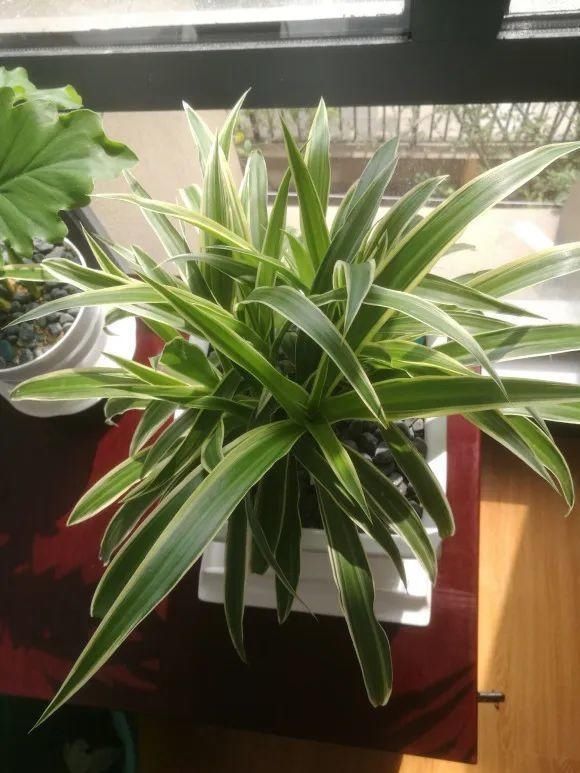 虎皮兰,红掌,吊兰养成老桩,变成大树,真壮观