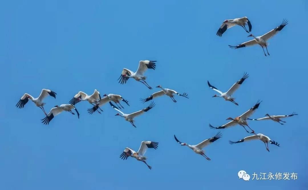 鄱阳湖候鸟陆续北迁，“生态警察”护航忙