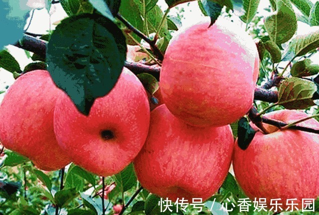 痰热咳喘|3种水果蒸着吃,比生吃效果好!现在知道还不晚